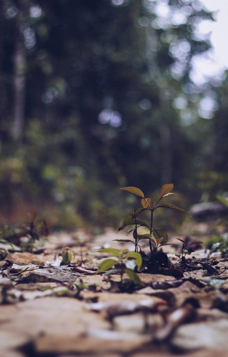 Plantas que comen basura