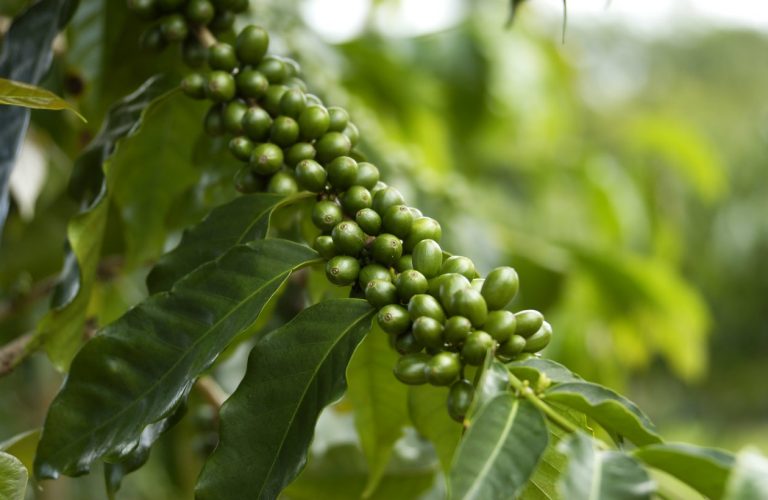 El café verde