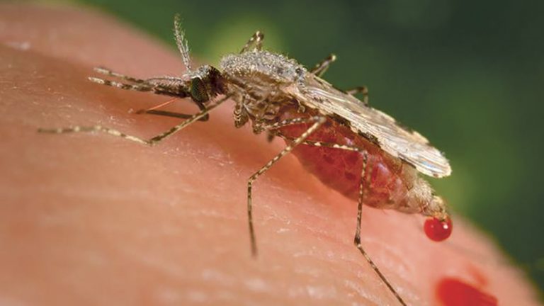 Mosquito: el animal mas mortal