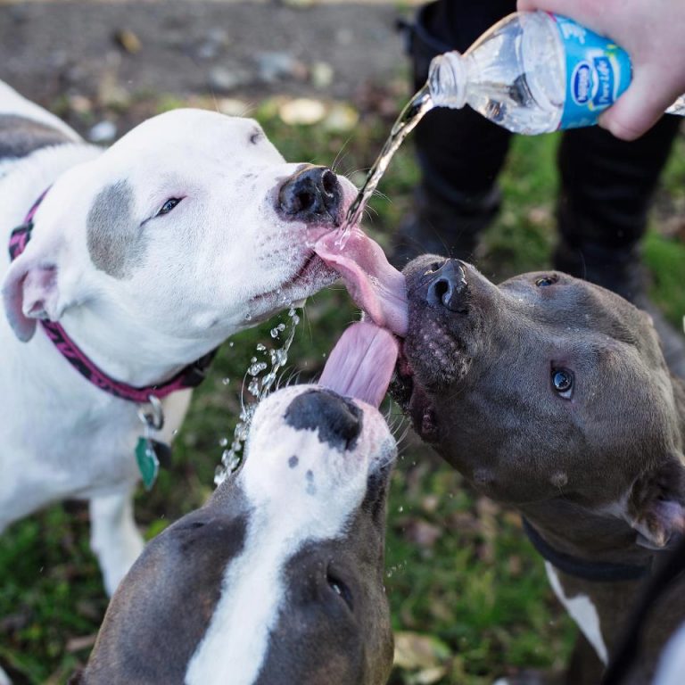 Mi perro toma agua todo el tiempo