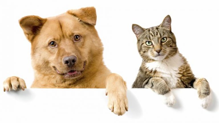 Insuficiencia renal en perros y gatos