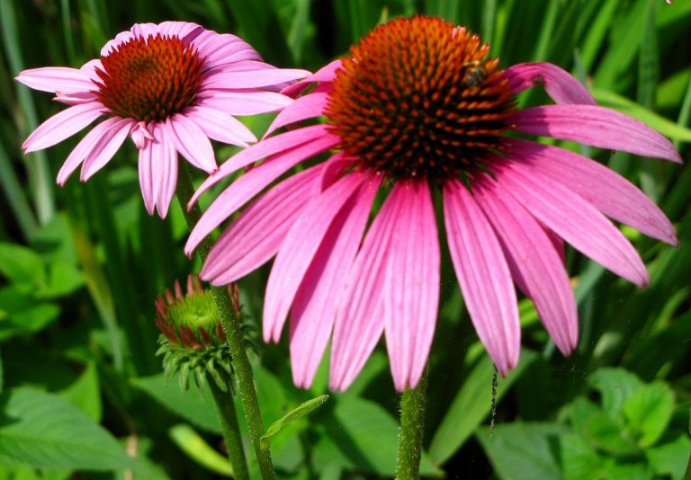 Echinacea, para prevenir gripes y resfríos!