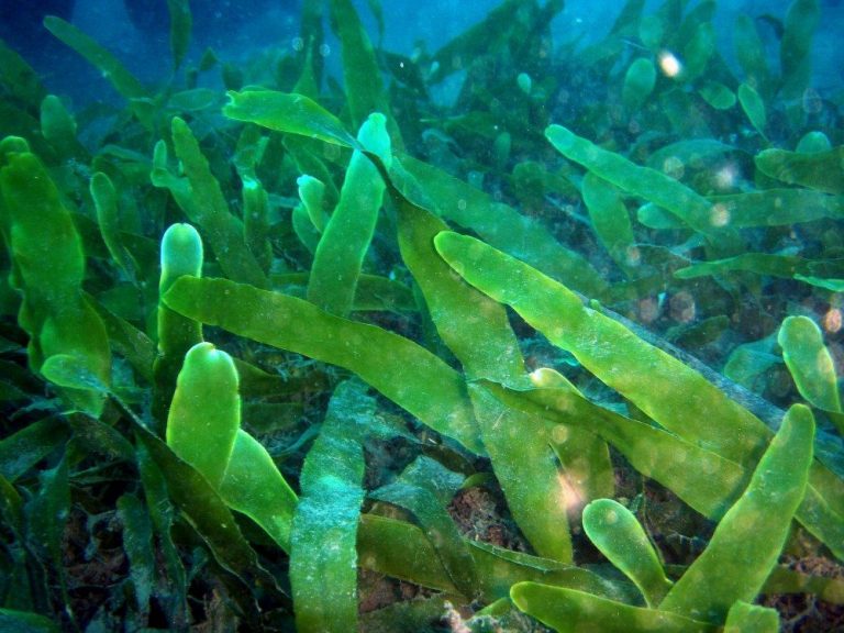 Algas, sumá salud y belleza natural