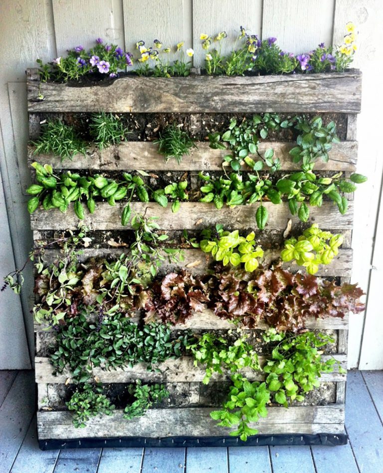 Huerta urbana primaveral: Cultivo de plantas medicinales