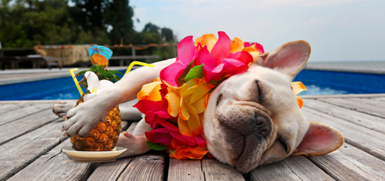 Vacaciones con nuestros animales