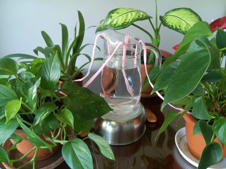 Cómo preparar nuestras plantas y mascotas para las vacaciones