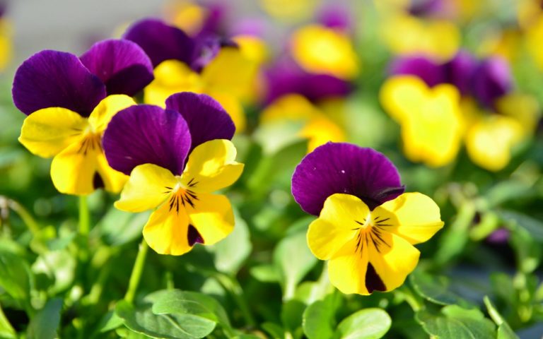 Septiembre 17 – Septiembre en flor