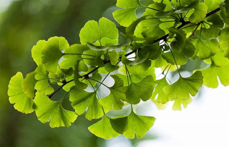 Ginkgo Biloba,  el fénix de los árboles