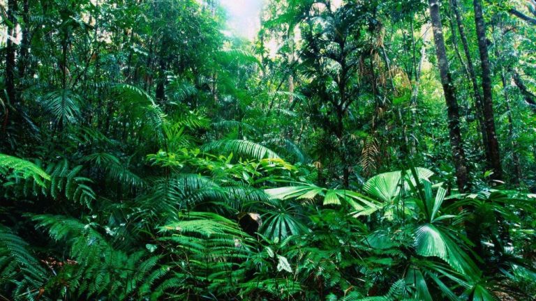 Las selvas afectadas por la deforestación absorben menos CO2