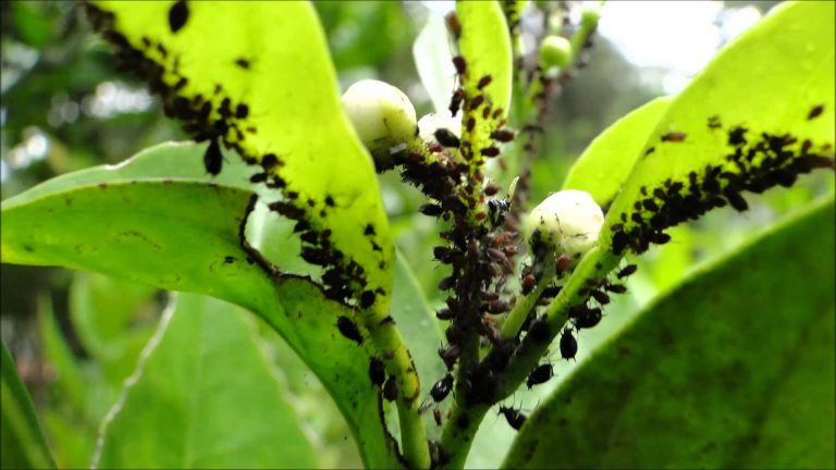 Tratamientos naturales para plagas