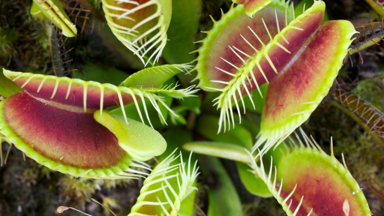 Plantas carnívoras, sofisticadas trampas del reino vegetal
