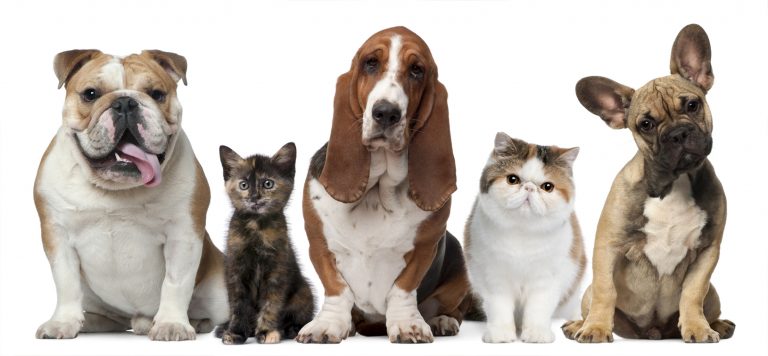 El nombre de los animales
