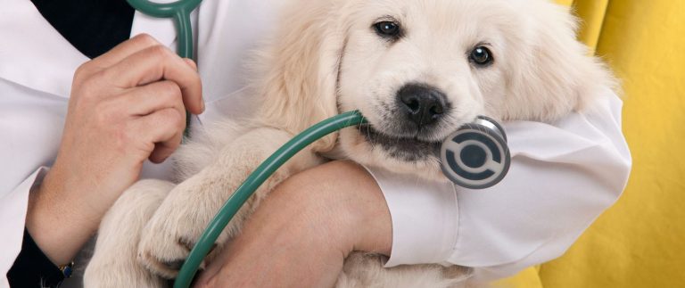 Homeopatía Veterinaria y Cáncer