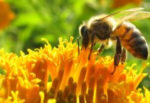 Abejas: de ellas depende gran parte del planeta