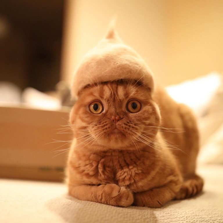 La piel del perro o gato…