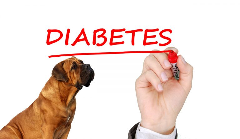La diabetes en animales