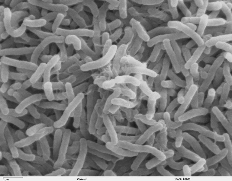 La “cuco-bacteria”  ya está en Argentina…