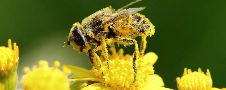 El efecto de las abejas