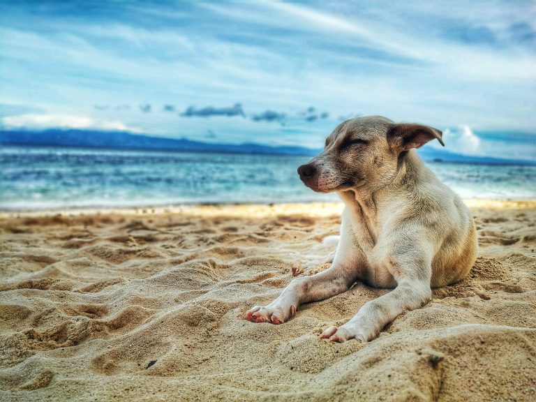 Golpe de calor en perros y gatos