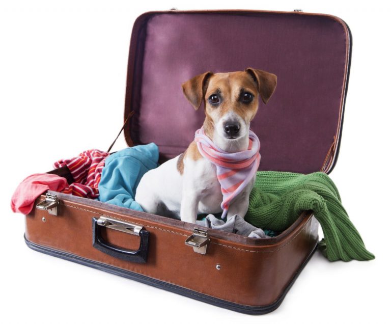 El regreso de las vacaciones y la salud de nuestros animales