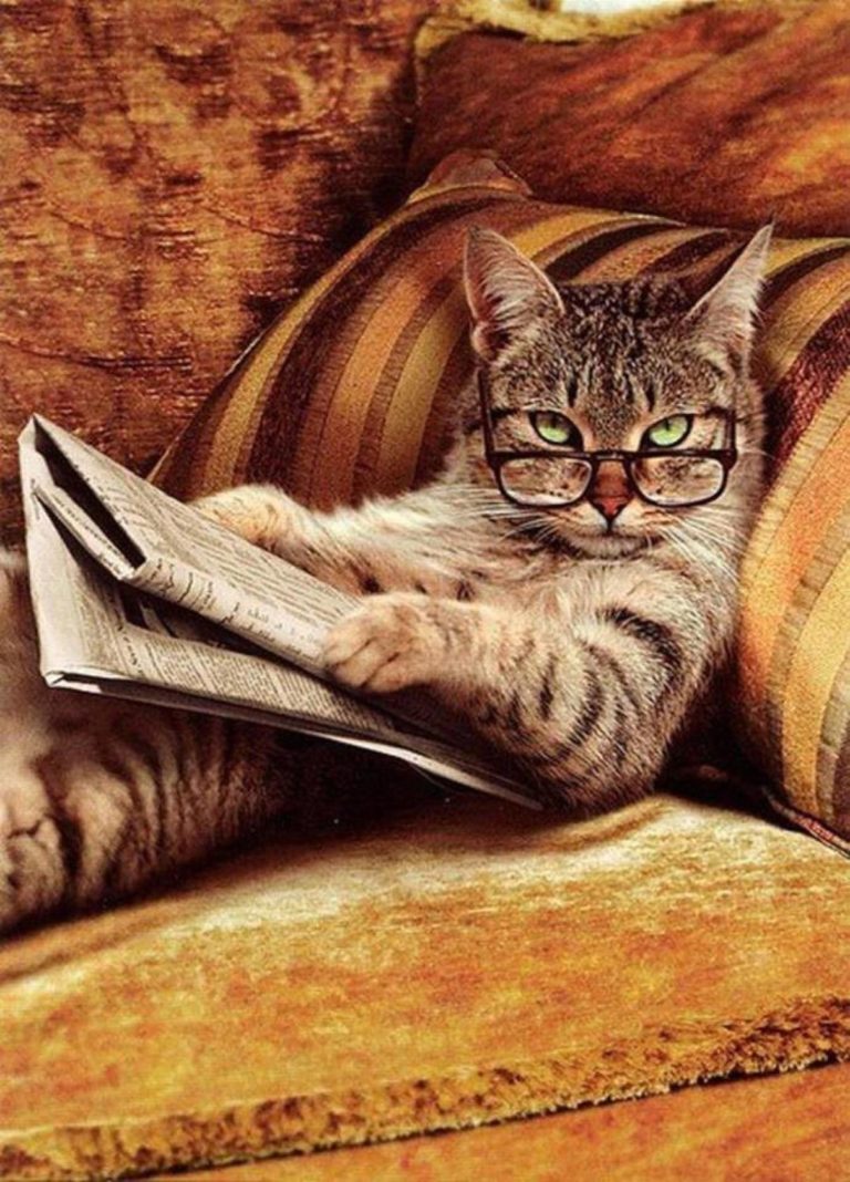 Señales de alarma de nuestros gatos