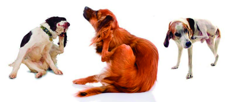Parches calientes  en perros y gatos