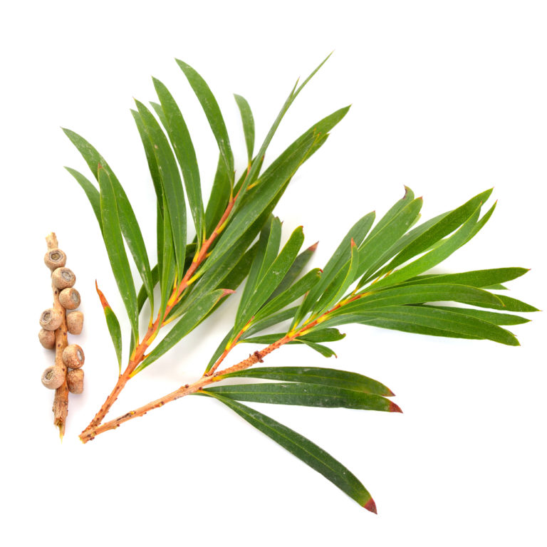 Tea tree antimicótico