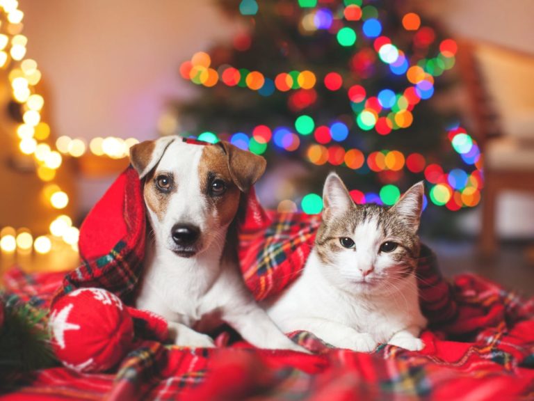 Un balance del año:  Homeopatía veterinaria