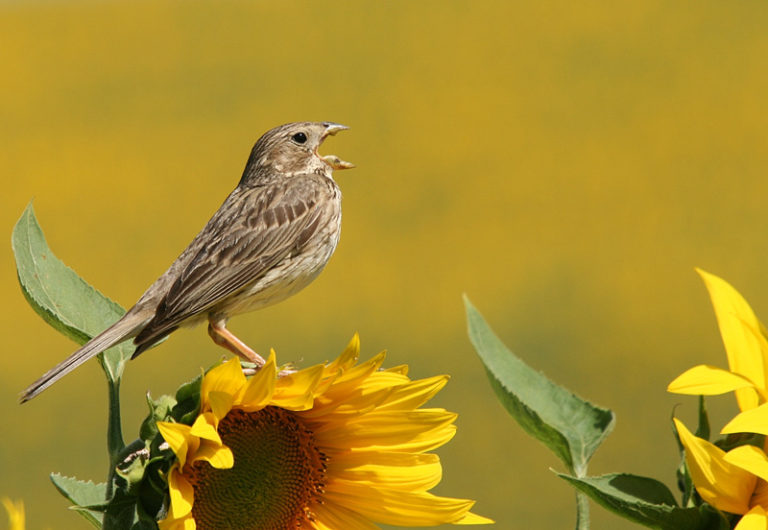 Cantando al sol – Diciembre 19