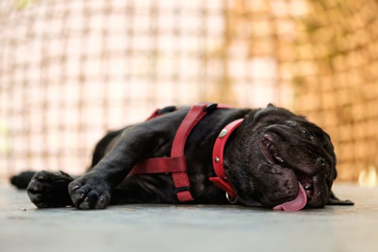 Golpe de calor en animales