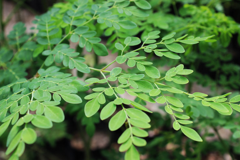 La Moringa Oleifera