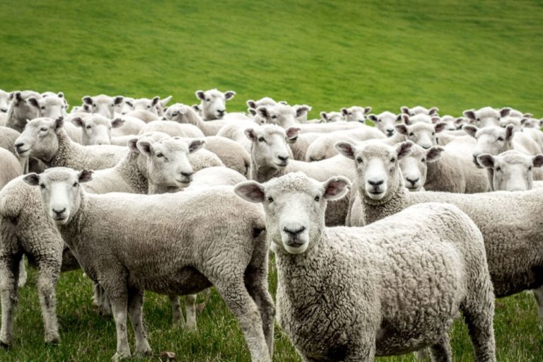 Homeopatía para grupos de animales