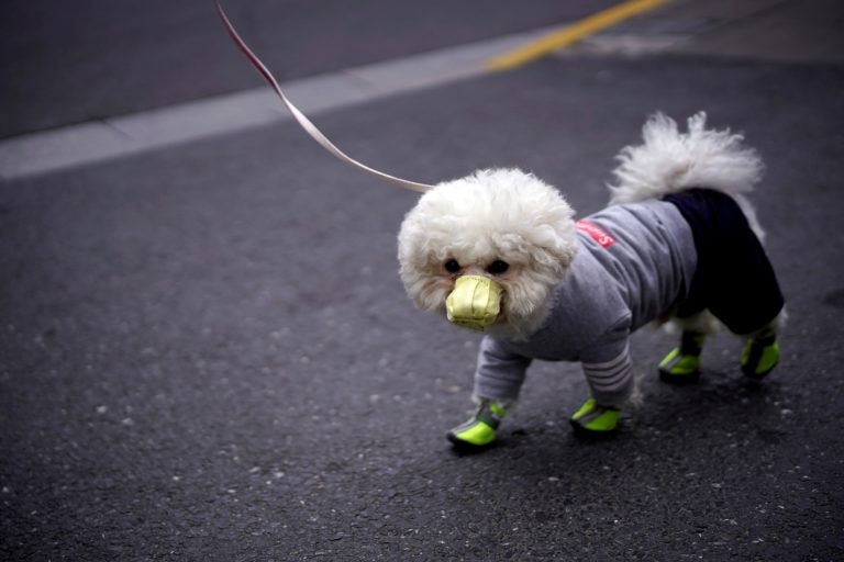 Perros y gatos durante la pandemia