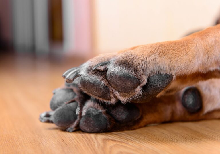 Patologías del Tren Posterior en Perros