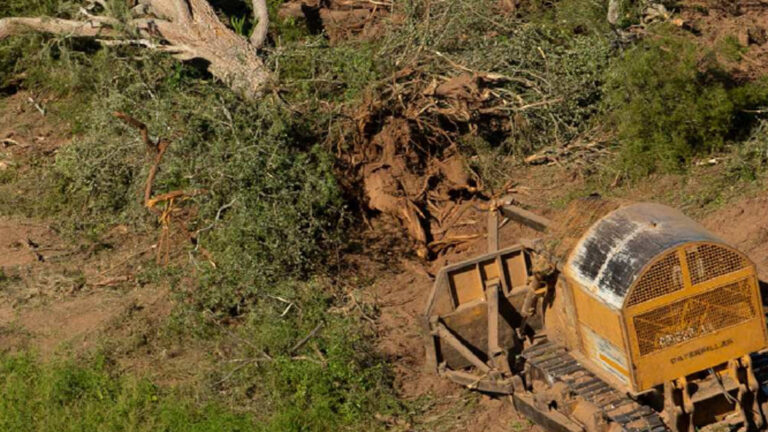 ¿La pandemia del Covid podría relacionarse con la falta de montes y bosques?