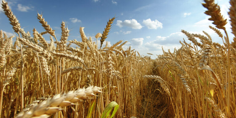 TRIGO:  ¿Alimento o veneno?