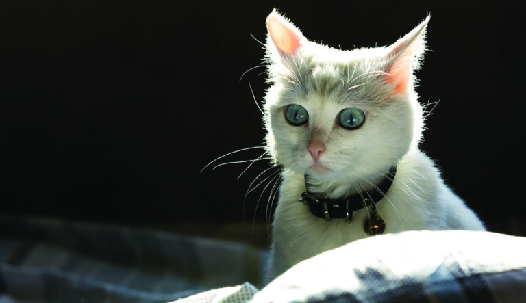 El estrés del gato