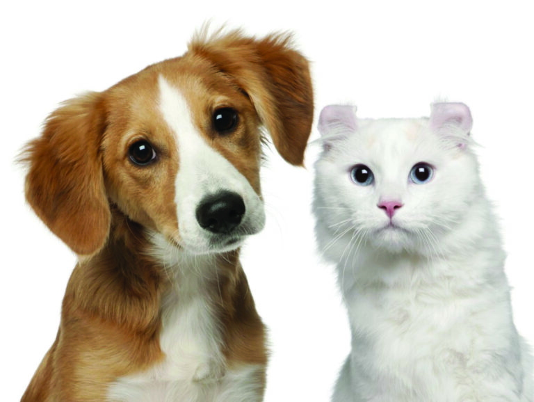 Diabetes en nuestros animales