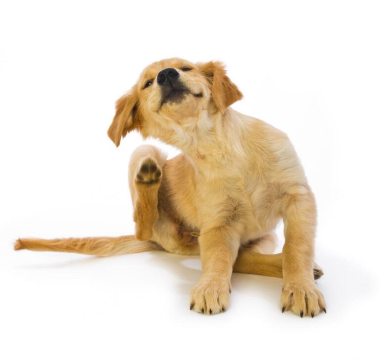 Dermatitis en perros y gatos:  Temporada de Parches calientes