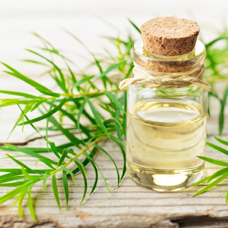 Tea tree, usos y aplicaciones