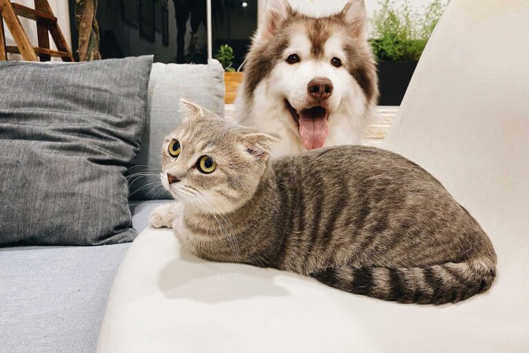 Estrés postraumático  en perros y gatos