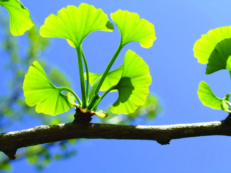 Ginkgo biloba, El Árbol de la Vida