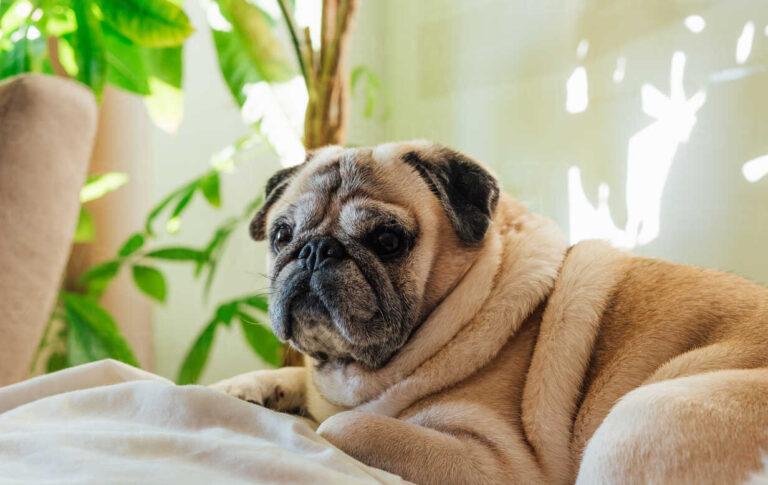 Personalidades homeopáticas en perros y gatos. Hoy: Calcárea Carbónica