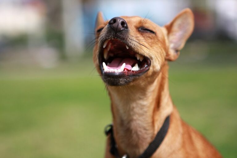 Como son un perro y un gato «Lachesis»