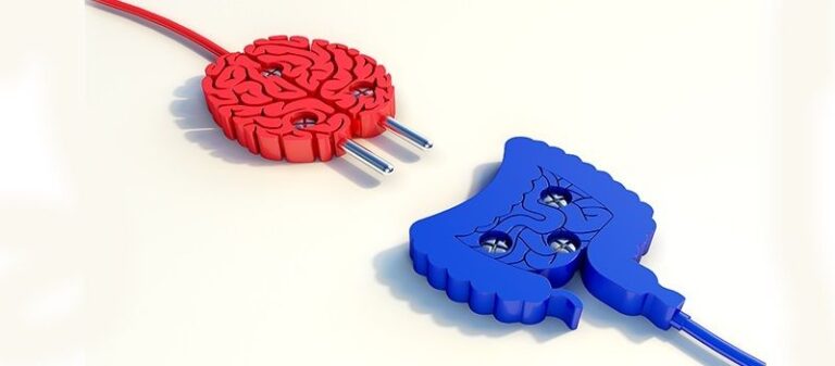 La estrecha relación intestino/cerebro