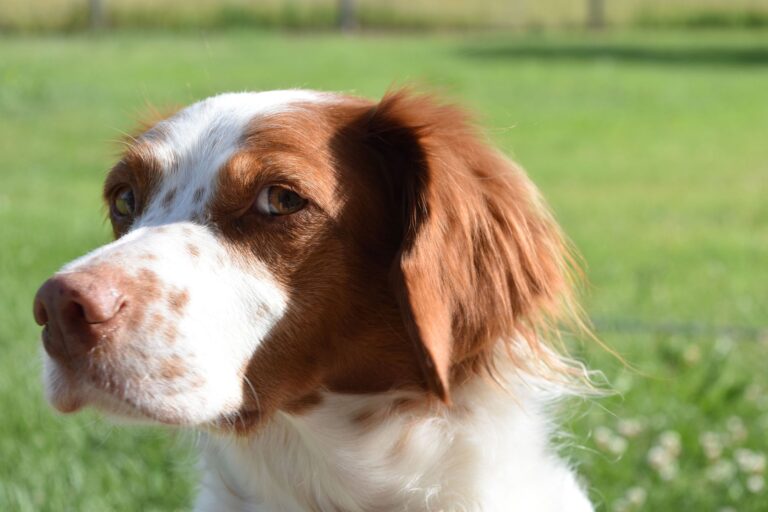 Personalidades homeopáticas en animales: Natrum Muriaticum