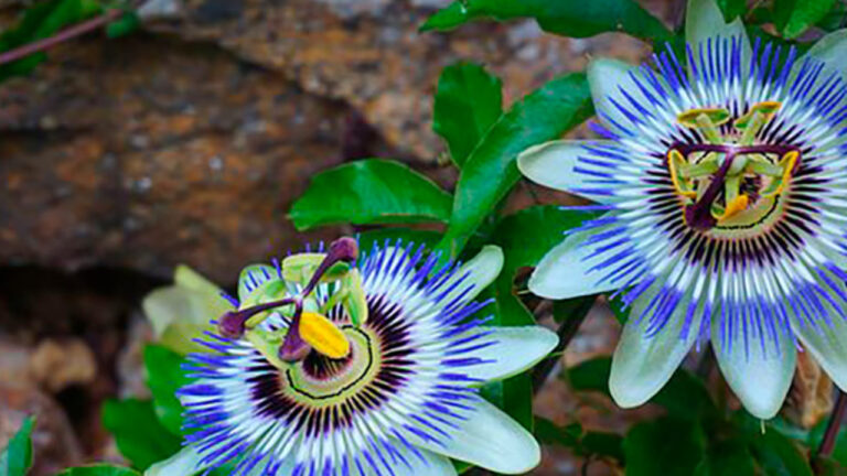 Pasiflora, florcita del mburucuyá