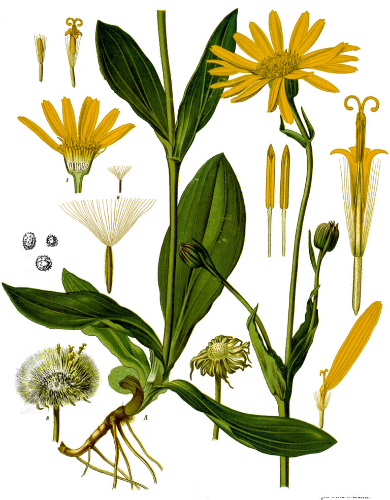 Árnica montana, el remedio más usado en homeopatía