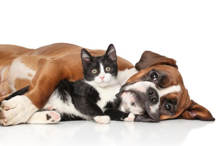 Perros y gatos ARSENICUM ALBUM