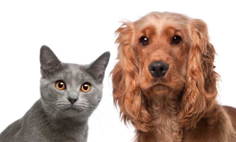 Personalidades homeopáticas en animales: Veloces, afectuosos, altos y friolentos… son los Calcárea Phosphórica